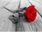 Eine rote Rose auf dem Boden liegend für Gelebte Resilienz