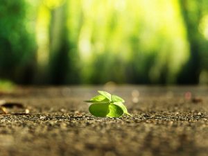 Eine Pflanze auf kargem Boden fuer gelebte Resilienz