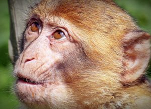 Affe mit erstauntem gesichtsausdruck weil er die englischen zeiten nicht versteht